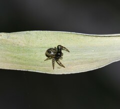 Xysticus bimaculatus