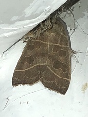 Ipimorpha pleonectusa