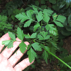 Ligusticum apiifolium