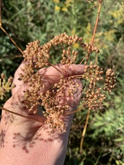 Oenantheae