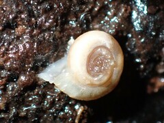 Meredithena dandenongensis