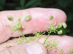 Ligusticum apiifolium