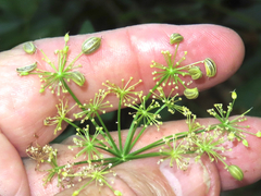 Ligusticum apiifolium