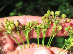 Ligusticum apiifolium