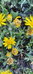 Heterotheca