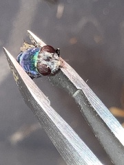 Lucilia coeruleiviridis