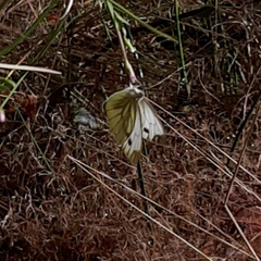Pieris napi