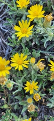 Heterotheca