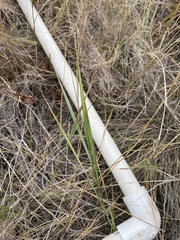 Elymus smithii