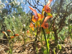 Gladiolus alatus