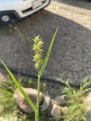 Cenchrus longispinus