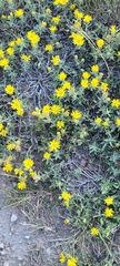 Heterotheca