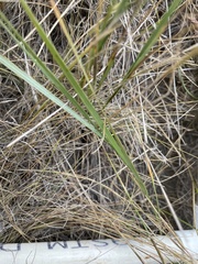 Elymus smithii