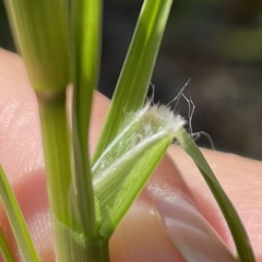 Cenchrus longispinus