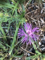 Centaurea