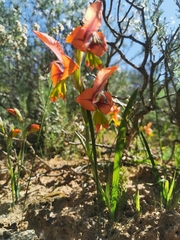 Gladiolus alatus