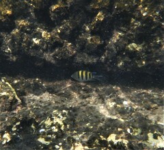 Abudefduf saxatilis