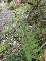 Polystichum proliferum