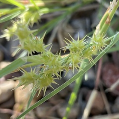 Cenchrus longispinus