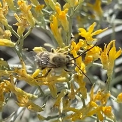 Callimelissodes
