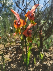 Gladiolus alatus