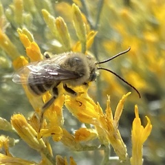 Callimelissodes