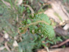 Polystichum proliferum