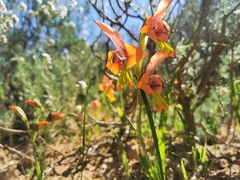 Gladiolus alatus