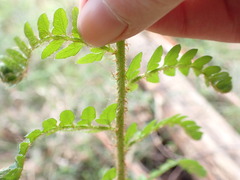 Polystichum proliferum