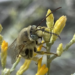 Callimelissodes