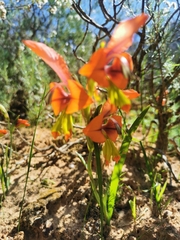Gladiolus alatus