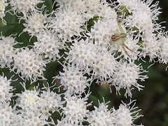 Thomisidae