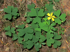 Oxalis suksdorfii