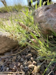 Cenchrus longispinus