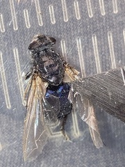 Cynomya cadaverina