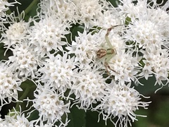 Thomisidae