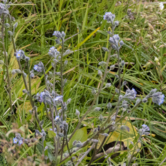 Myosotis arvensis