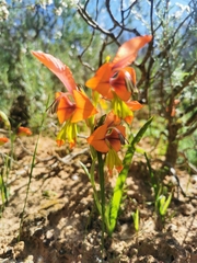 Gladiolus alatus