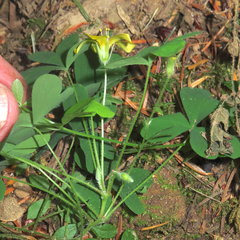 Oxalis suksdorfii