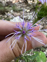 Liatris squarrulosa