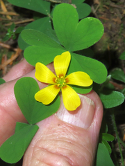 Oxalis suksdorfii