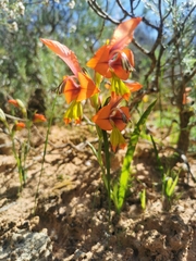 Gladiolus alatus