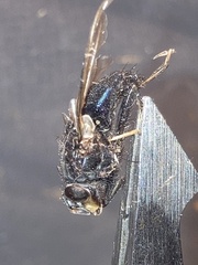 Cynomya cadaverina