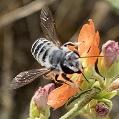 Litomegachile
