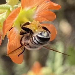 Litomegachile