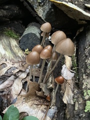 Conocybe tenera