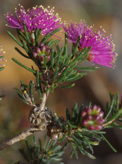 Melaleuca parviceps