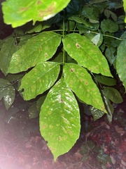 Melioides