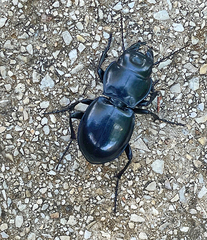 Pasimachus californicus