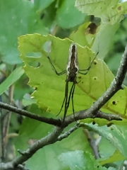 Tetragnatha